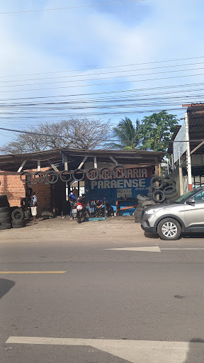 BORRACHARIA PARAENSE